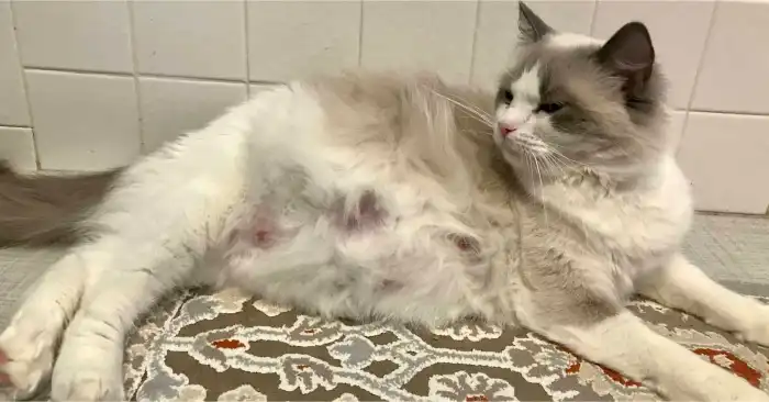 Puting Kucing Membesar