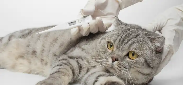 Suhu Tubuh Kucing Menurun