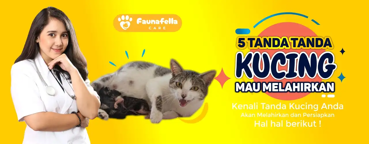 Tanda Kucing akan Beranak