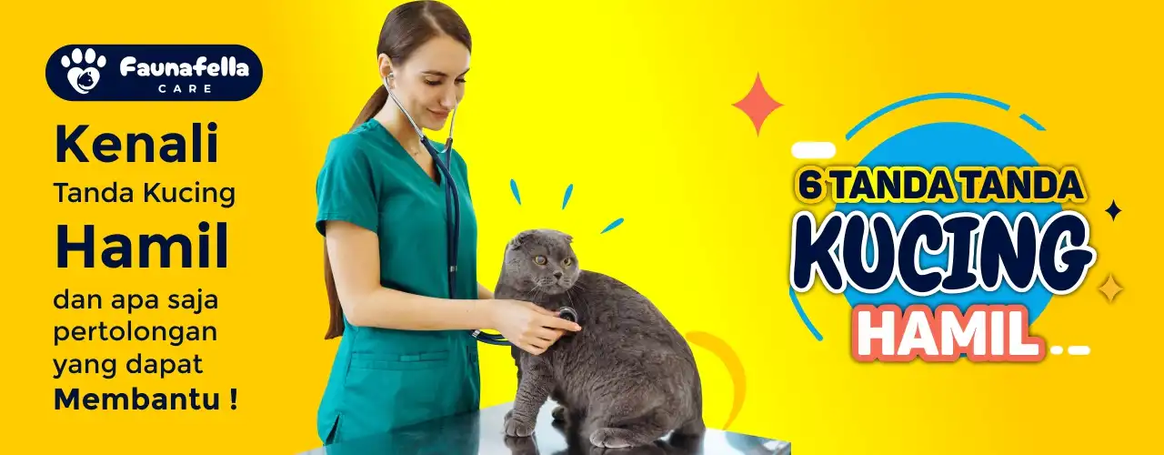 Tanda Kucing Hamil