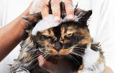 Tempat Grooming