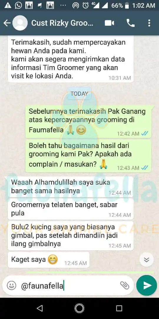 Testimoni Grooming Kucing