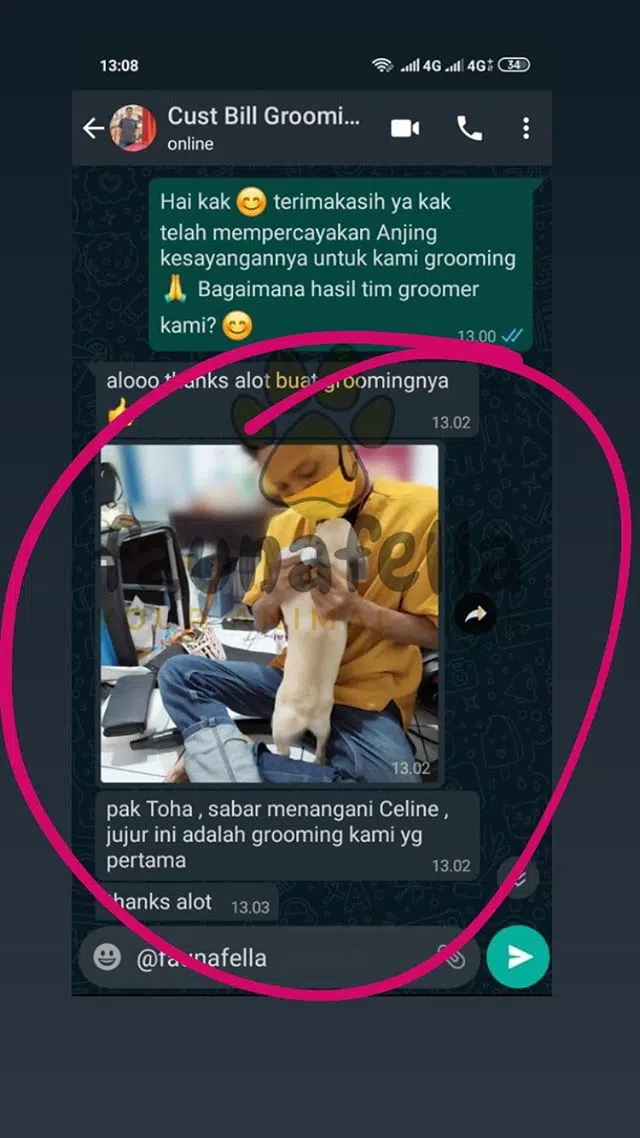 Jasa Mandiin Anjing