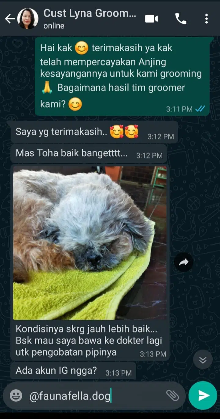 Jasa Grooming Anjing Terdekat