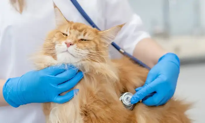 Bawa Kucing ke Dokter Hewan