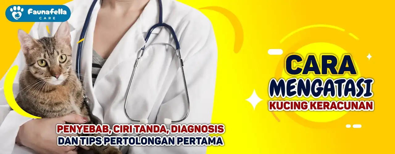 Cara Mengatasi Kucing Keracunan