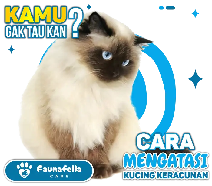 Cara Mengobati Kucing Keracunan