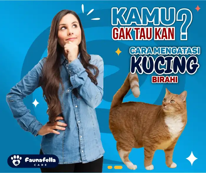 Cara Merawat Kucing Birahi