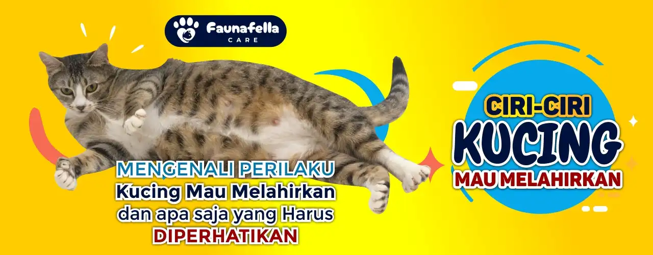 Ciri Kucing Mau Melahirkan