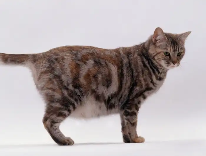 Kucing Keluar Cairan