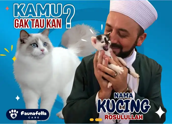Ketahui Nama Kucing Rasulullah