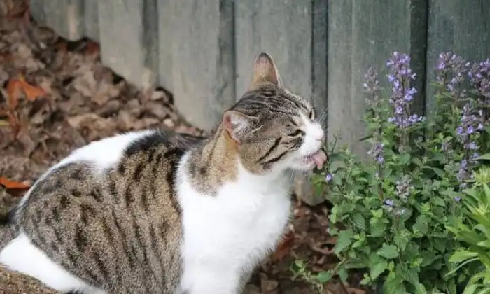 Ketahui Penyebab Kucing Keracunan
