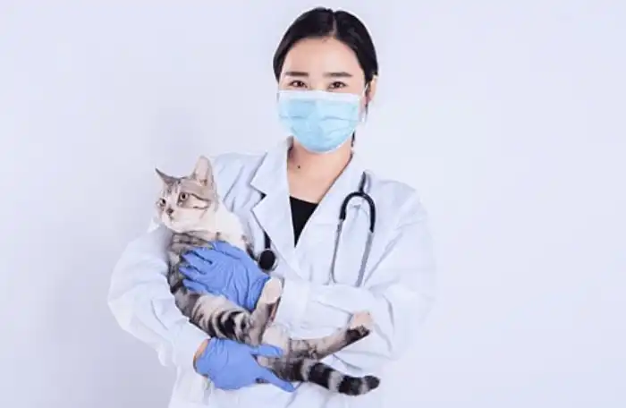 Konsultasi Dokter Hewan Kucing