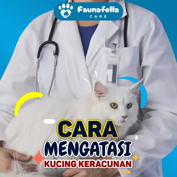 Kucing Keracunan