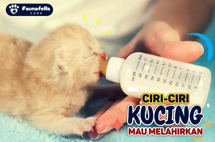 Kucing Lahir Lucu