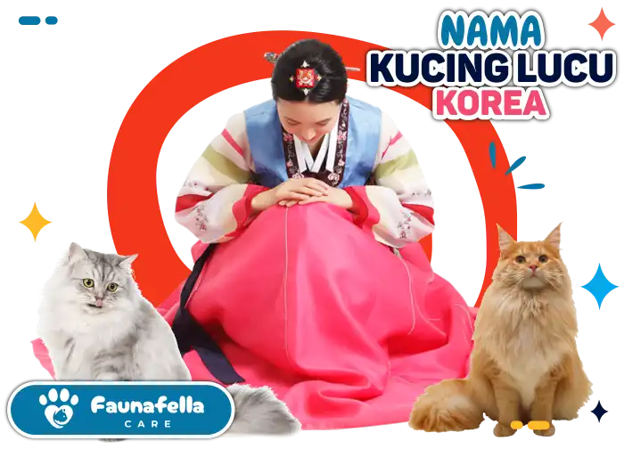 Kucing Lucu Korea