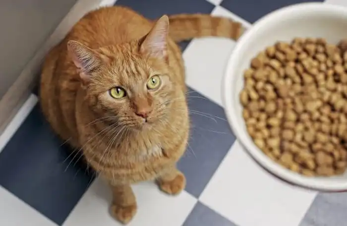 Kucing Tak Mau Makan