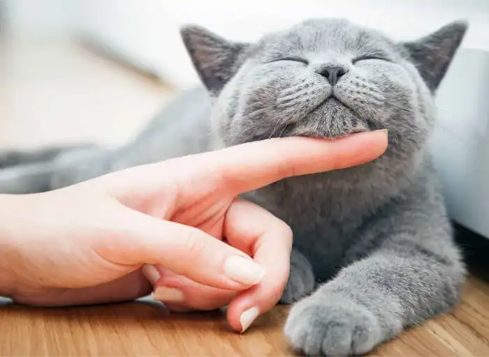 Lingkungan Nyaman Kucing