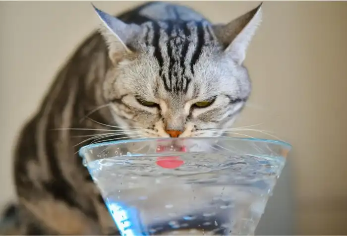 Memberikan Minum Kucing Keracunan