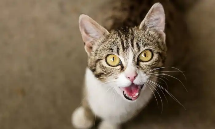 Kucing Mengeong Terus