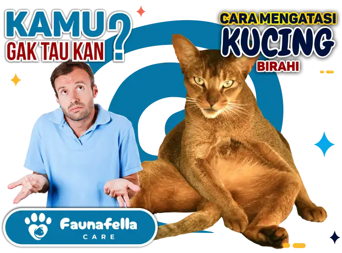 Mengetahui Tanda Kucing Birahi
