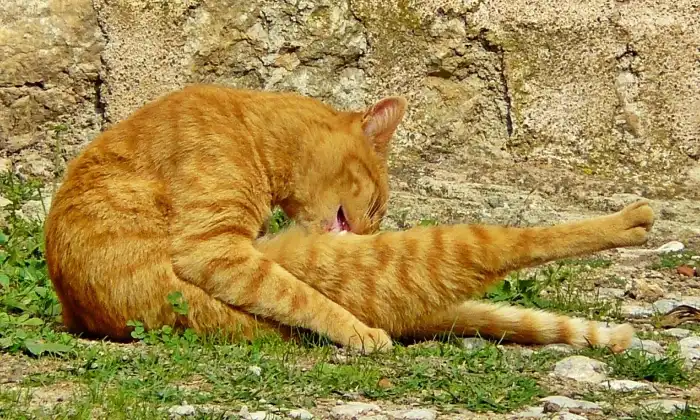 Kucing Menjilat Berlebihan