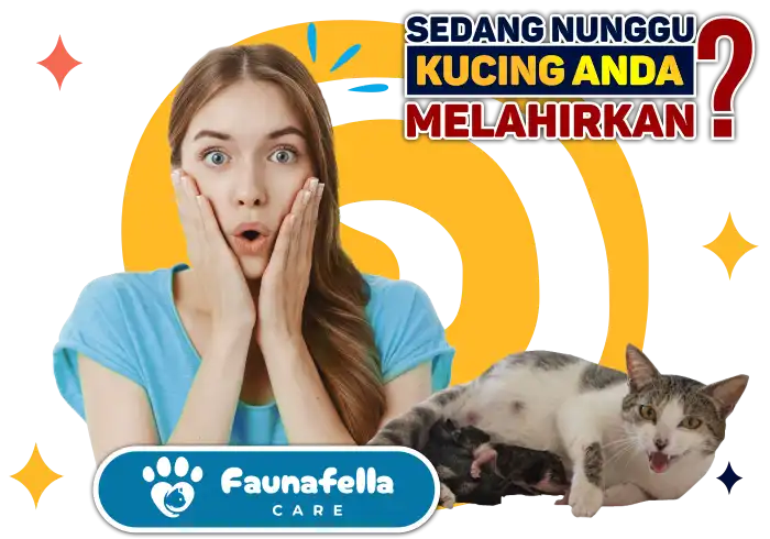 Menunggu Kucing Melahirkan