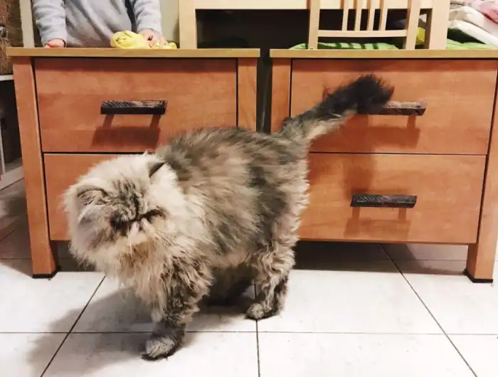 Kucing Mondar Mandir Mencari Tempat