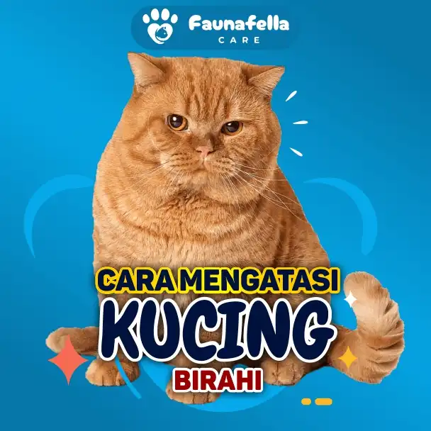 Colusi Kucing Birahi