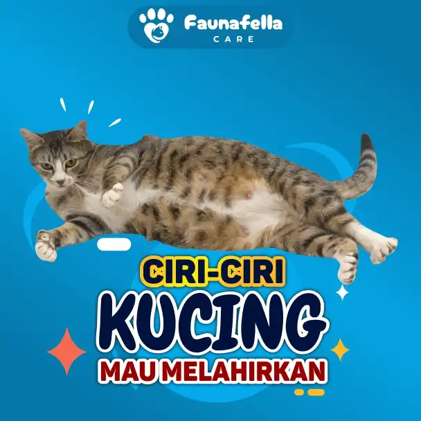 Tanda Kucing akan Melahirkan