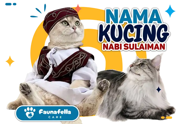 Nama Kucing Lucu Sulaiman as