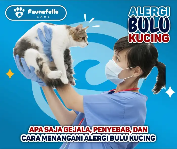 Jenis Alergi Bulu Kucing