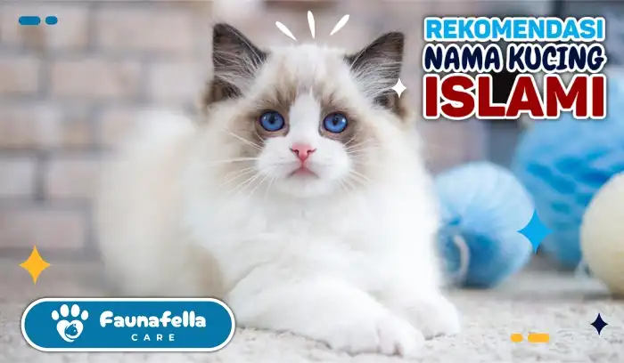 Rekomendasi Nama Kucing Islami