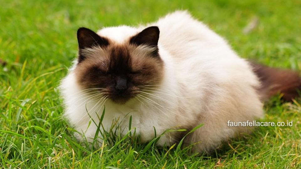 Keluar rumah menjadi ciri-ciri kucing betina birahi, karena untuk mencari pejantan.