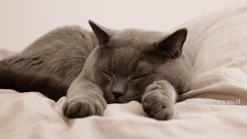 Ada banyak penyebab kenapa kucing mendengkur, dari yang normal hingga berbahaya.