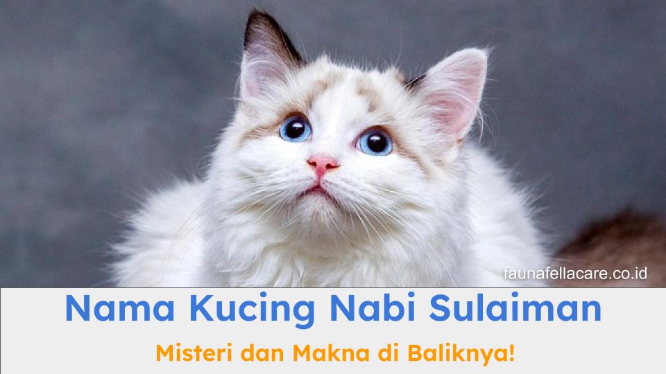 Nama kucing nabi Sulaiman bisa menjadi inspirasi nama kucing Islami.