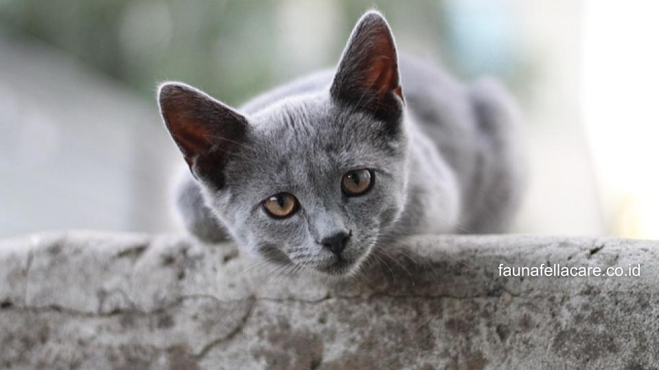Obat untuk mata kucing merah bisa menggunakan obat alami atau dari dokter.