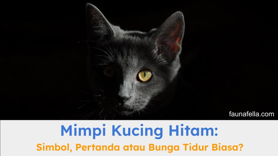 mimpi kucing hitam bisa berarti banyak hal dari mitos hingga psikologi