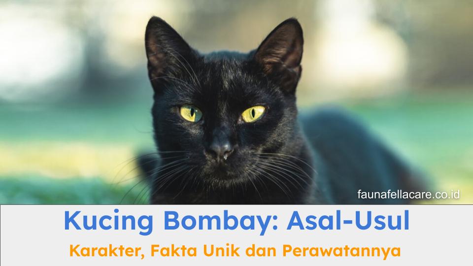 Kucing Bombay memiliki karakteristik dan fakta unik tersendiri dari kucing ras lainya.