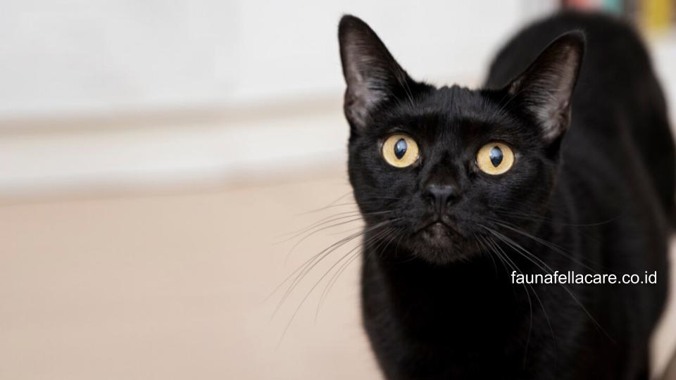 Di antara ciri kucing bombay adalah warna hidung dan kumisnya yang juga hitam l