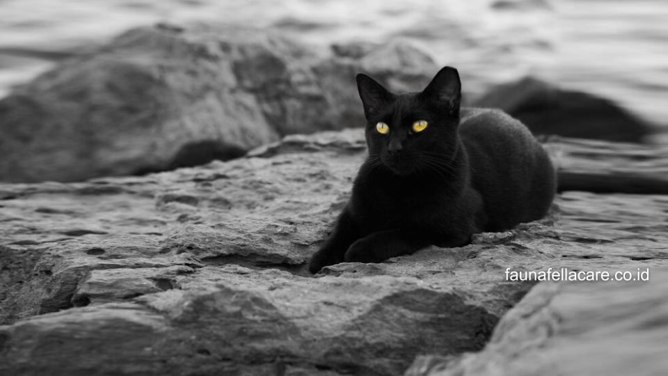 Pemilik kucing memiliki kewajiban ketika memutuskan memelihara kucing.