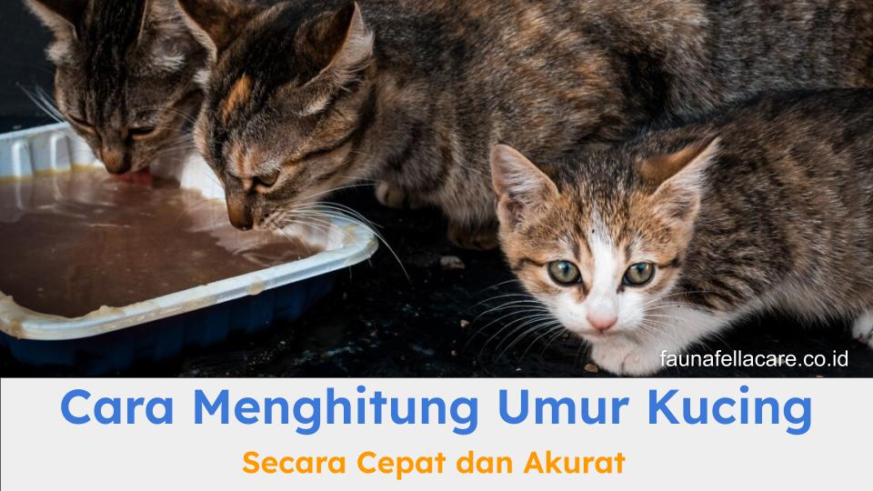 Cara menghitung umur kucing bisa dengan berbagai cara