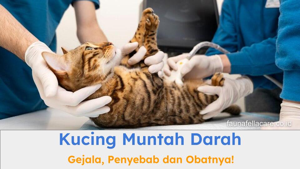 Kucing muntah darah bisa karena berbagai penyebab