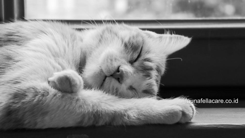 Salah satu tindakan etis ketika menabrak kucing adalah menguburkannya dengan layak.