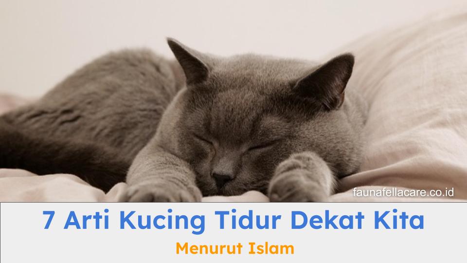Arti kucing tidur dekat kita menurut Islam ada berbagai makna.