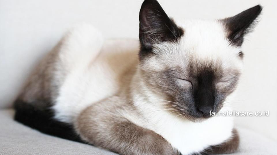 Di antara manfaat mengetahui ciri-ciri kucing betina birahi adalah Anda bisa melakukan treatment yang tepat.
