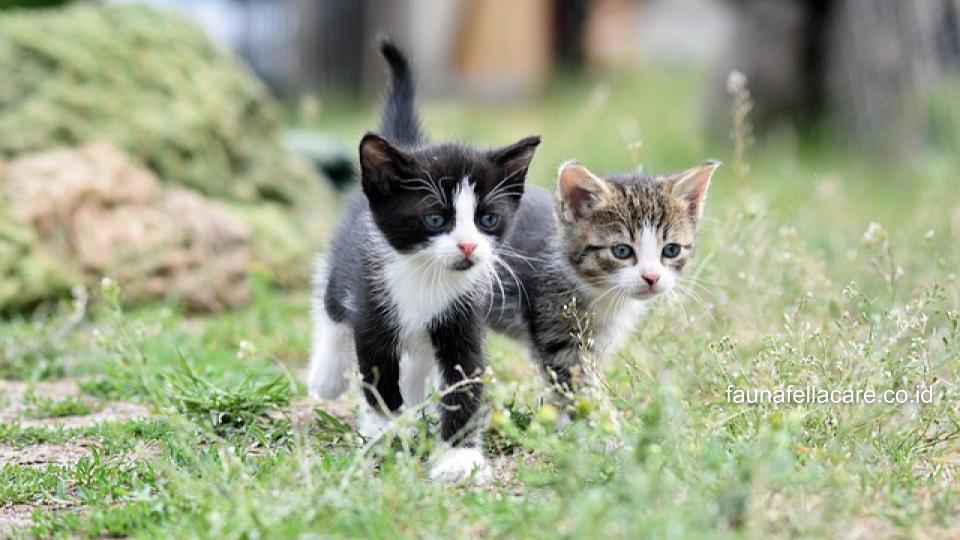 Kucing mengeong terus menurut Islam bisa berarti meminta bantuan seperti anak kucing yang ditinggal ibunya.