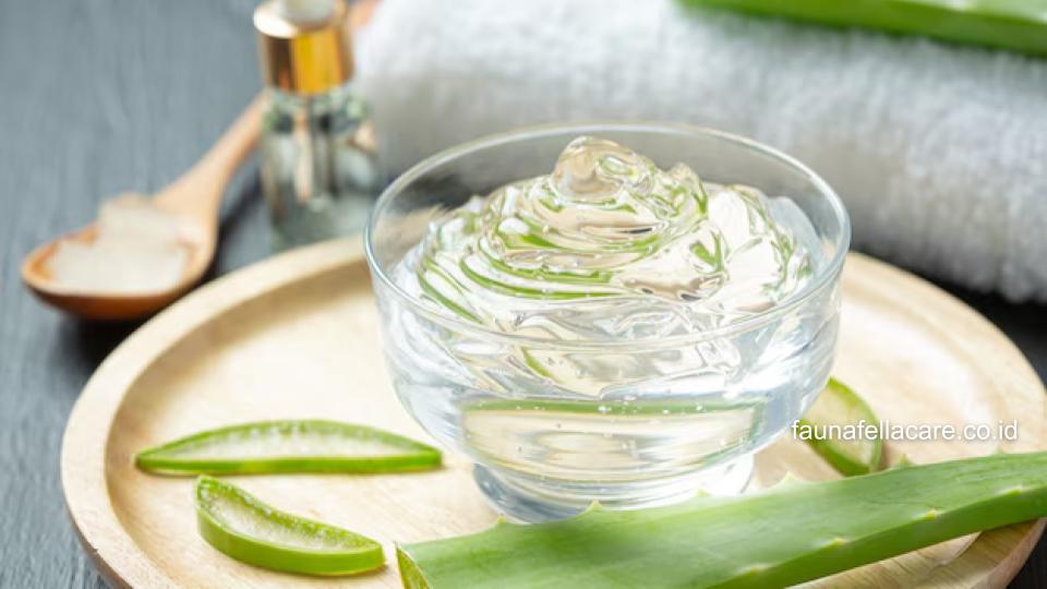 Aloevera menjadi salah satu obat tradisional digigit kucing yang bisa Anda coba