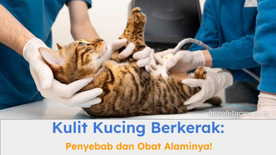 Kulit kucing berkerak bisa karena berbagai hal dan obat alaminya juga beragam