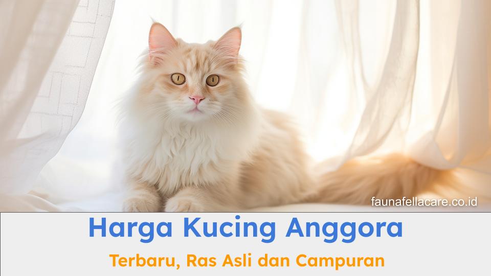 Harga kucing Anggora bervariasi baik ras asli atau campuran.